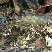 Eurasian Rock Pipit