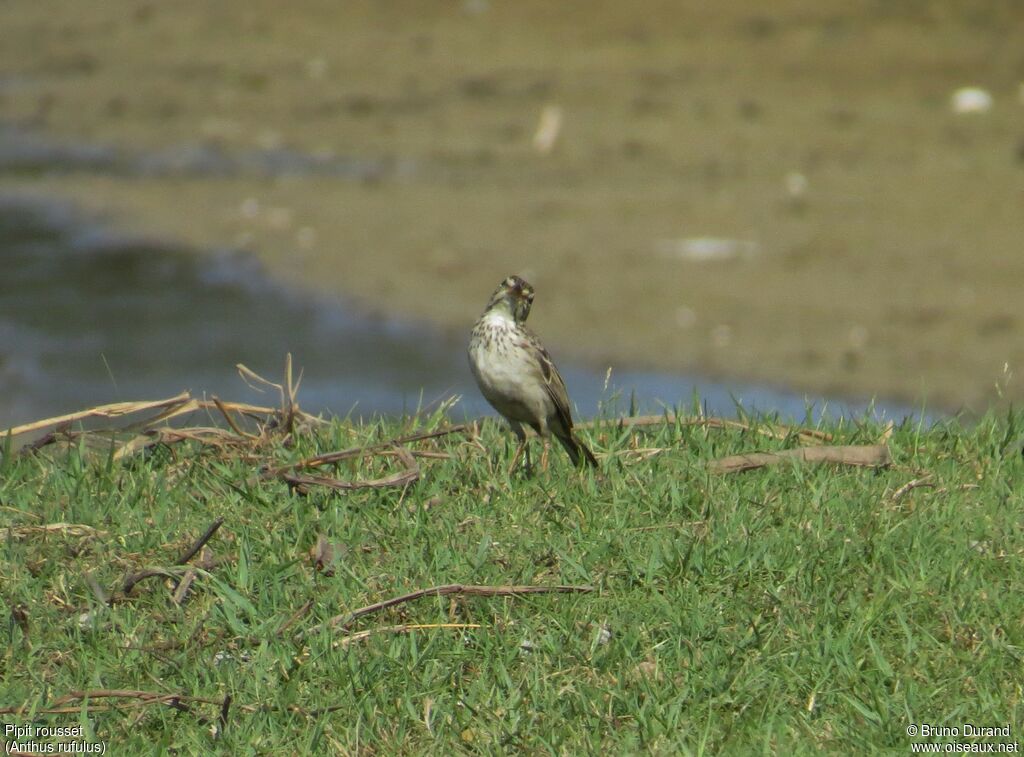 Pipit rousset, identification, Comportement