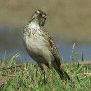 Paddyfield Pipit