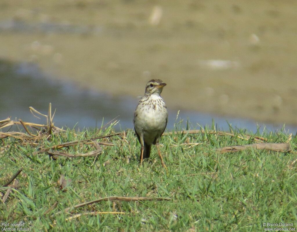 Pipit rousset, identification