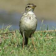 Paddyfield Pipit