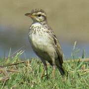 Paddyfield Pipit