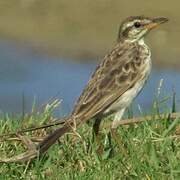 Paddyfield Pipit