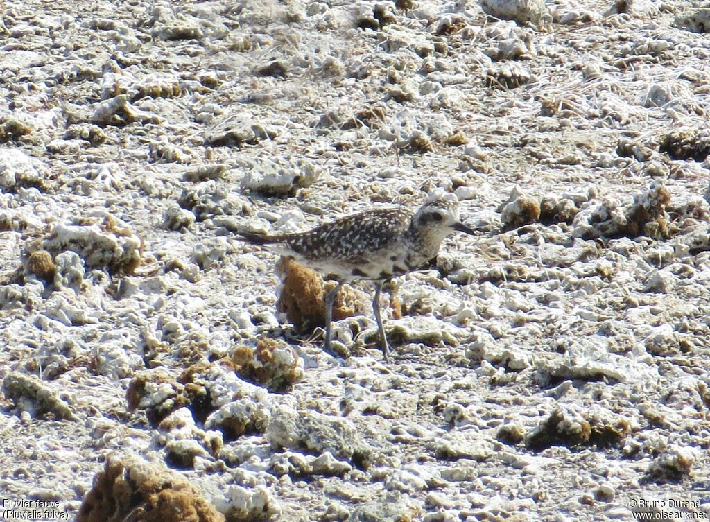 Pacific Golden Ploveradult, identification