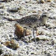 Pacific Golden Plover