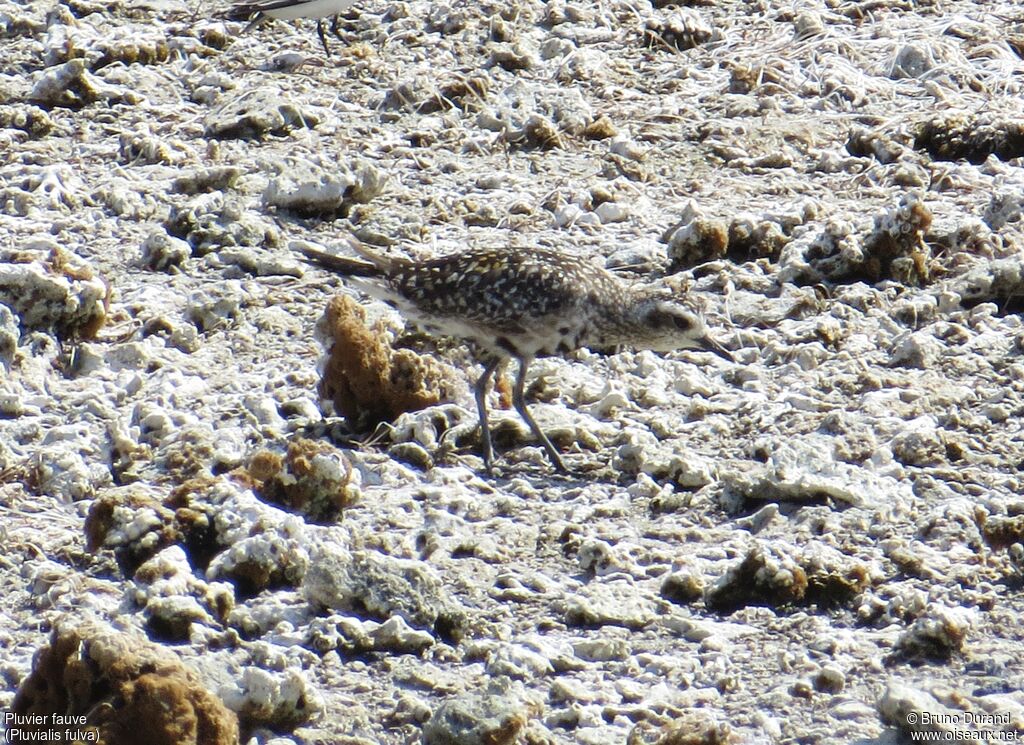 Pacific Golden Ploveradult, identification, Behaviour