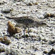 Pacific Golden Plover