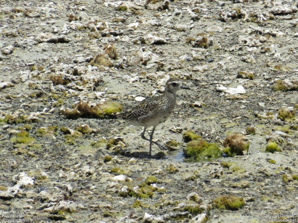 Pacific Golden Ploveradult post breeding, identification