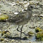 Pacific Golden Plover