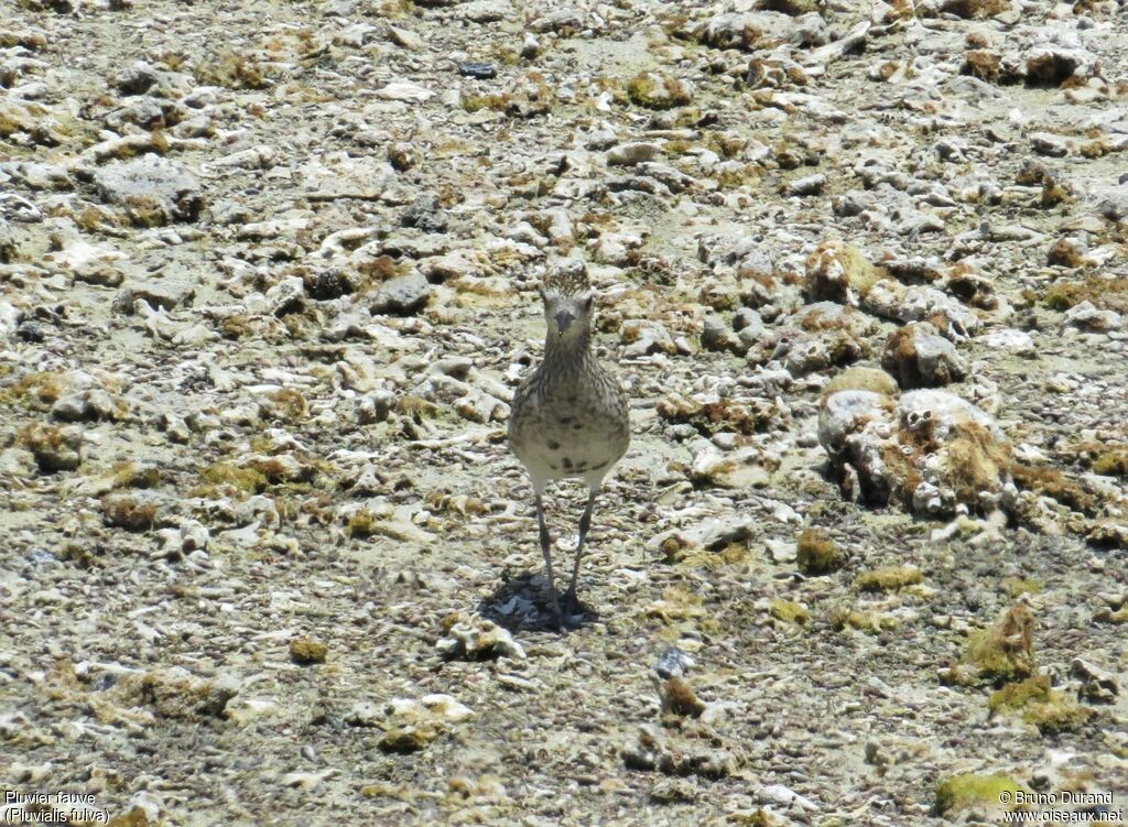 Pacific Golden Plover, identification