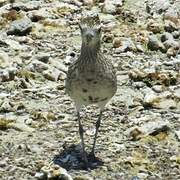 Pacific Golden Plover