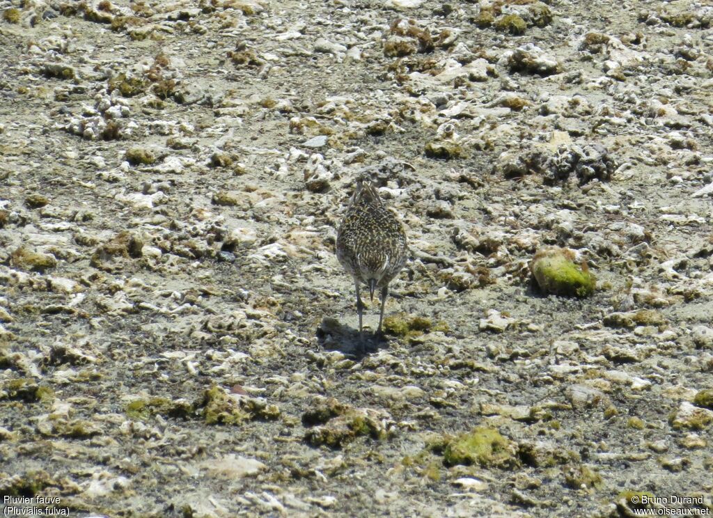 Pacific Golden Plover, identification