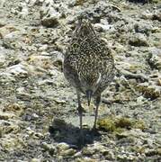 Pacific Golden Plover