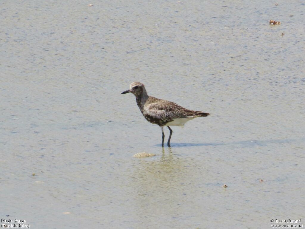 Pacific Golden Plover, identification