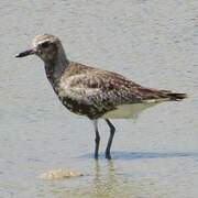 Pacific Golden Plover