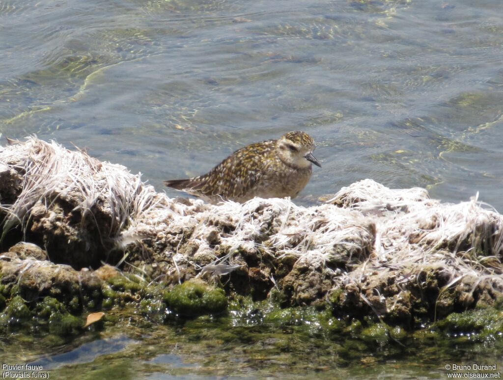 Pacific Golden Ploveradult post breeding, identification