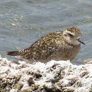 Pacific Golden Plover