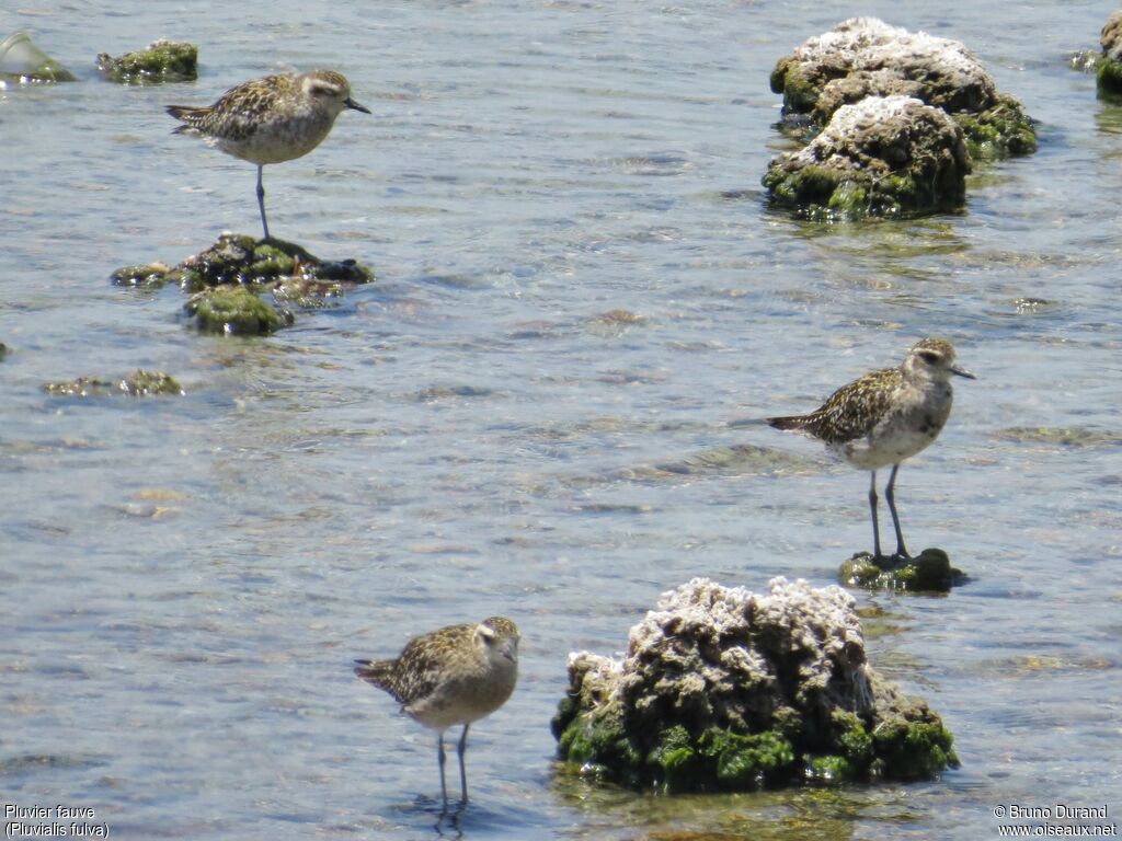 Pacific Golden Plover, identification, Behaviour