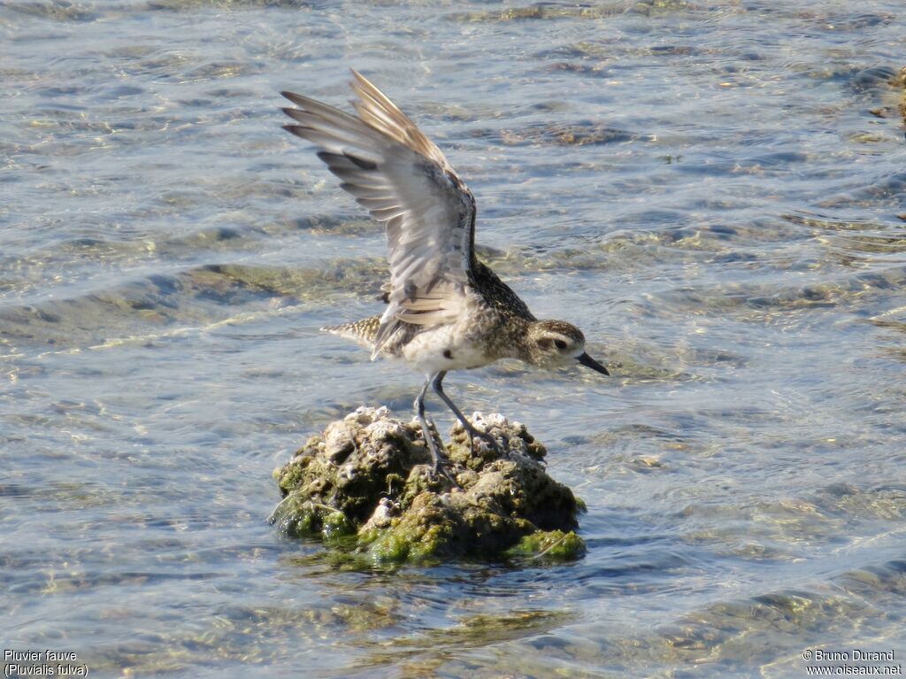 Pacific Golden Ploveradult post breeding, identification, Behaviour