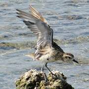 Pacific Golden Plover