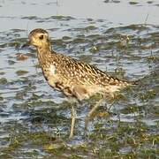 Pacific Golden Plover