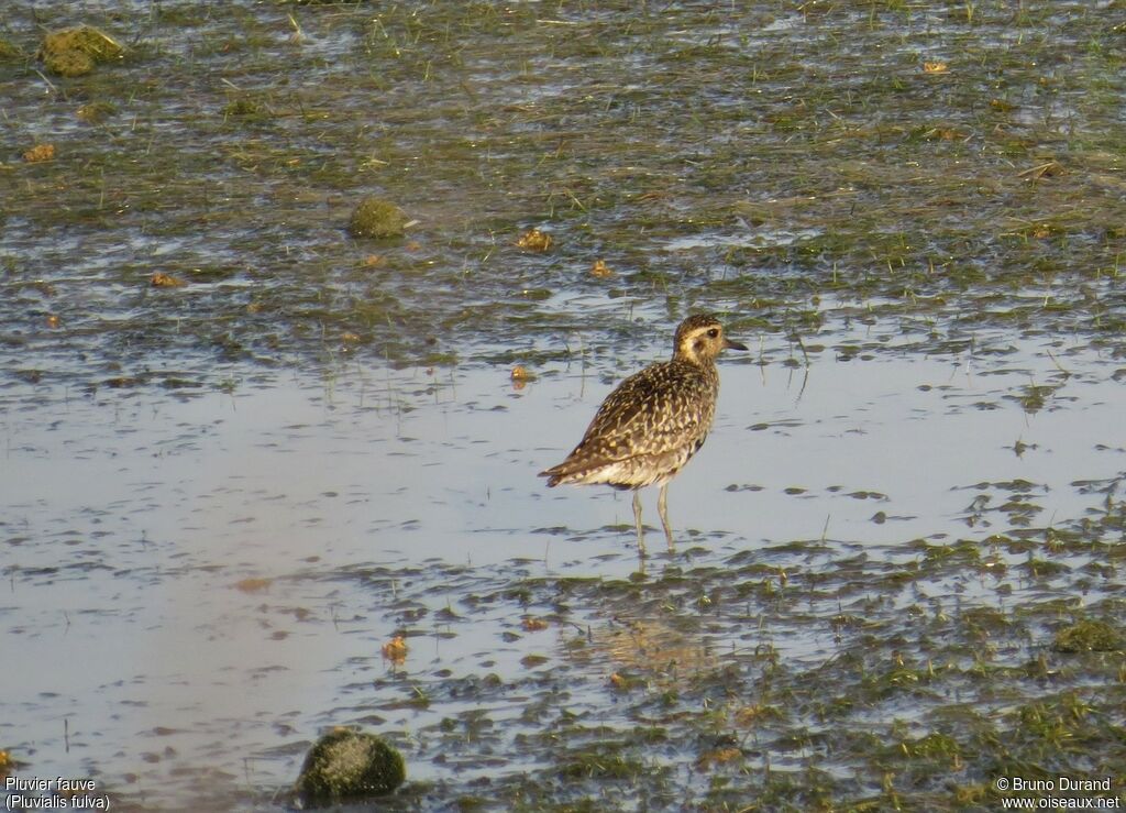 Pacific Golden Ploveradult, identification