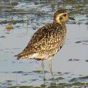 Pacific Golden Plover