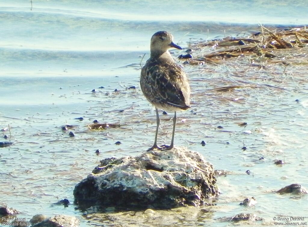 Pacific Golden Plover, identification