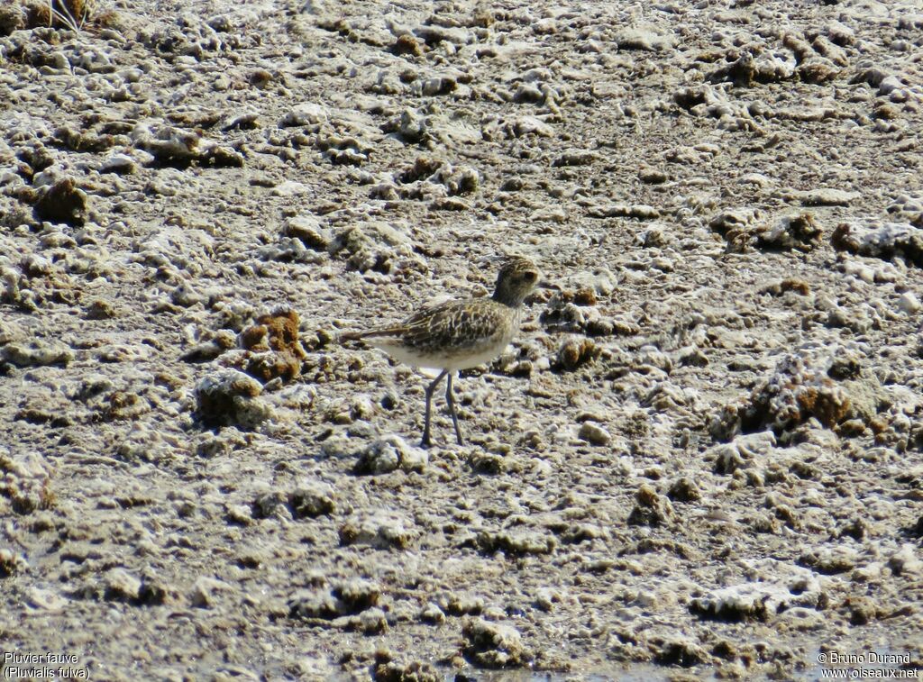 Pacific Golden Plover, identification