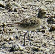 Pacific Golden Plover