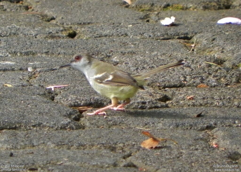 Prinia bifasciéeadulte, identification