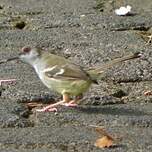 Prinia bifasciée