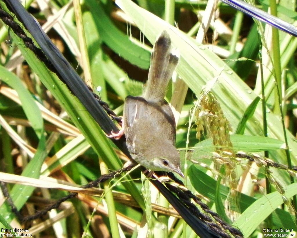 Bar-winged Priniaadult, identification, feeding habits, Behaviour