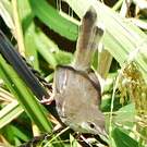 Prinia bifasciée