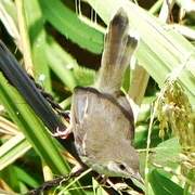 Bar-winged Prinia