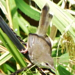 Prinia bifasciée