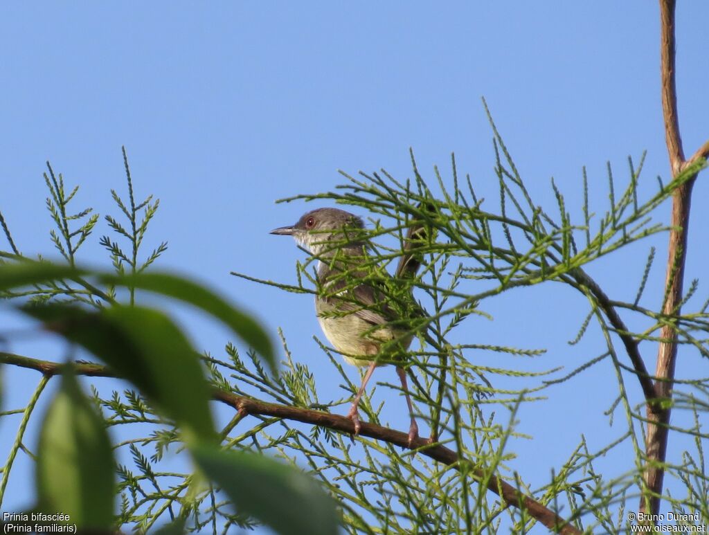 Bar-winged Priniaadult, identification, Behaviour