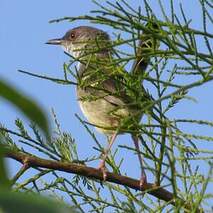 Prinia bifasciée