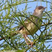 Prinia bifasciée