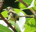 Prinia bifasciée