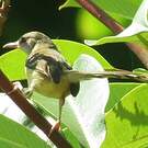 Prinia bifasciée