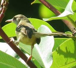 Prinia bifasciée