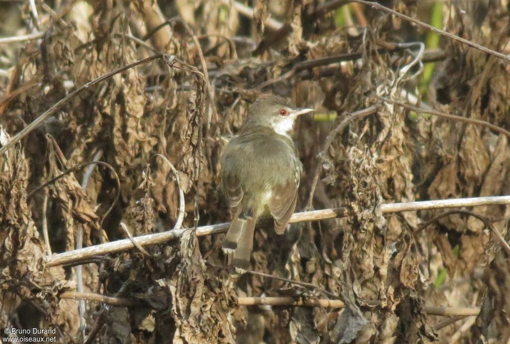 Bar-winged Prinia, identification, Behaviour