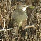 Prinia bifasciée