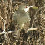 Prinia bifasciée