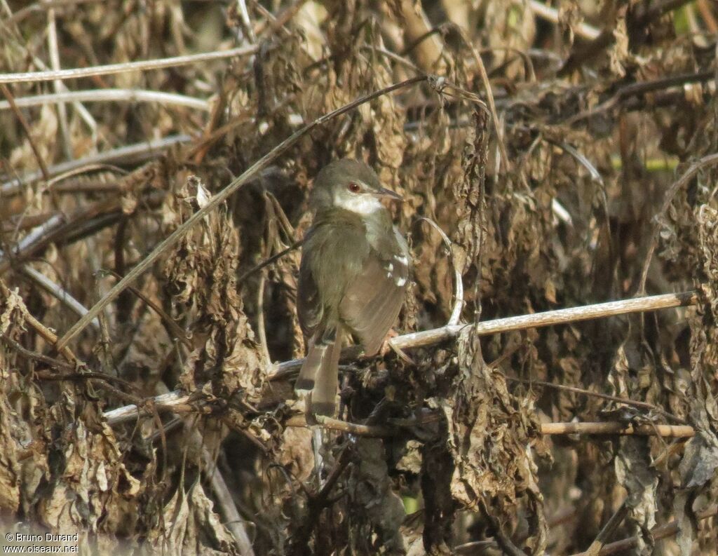 Prinia bifasciéeadulte, identification, Comportement