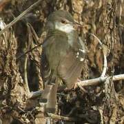 Bar-winged Prinia