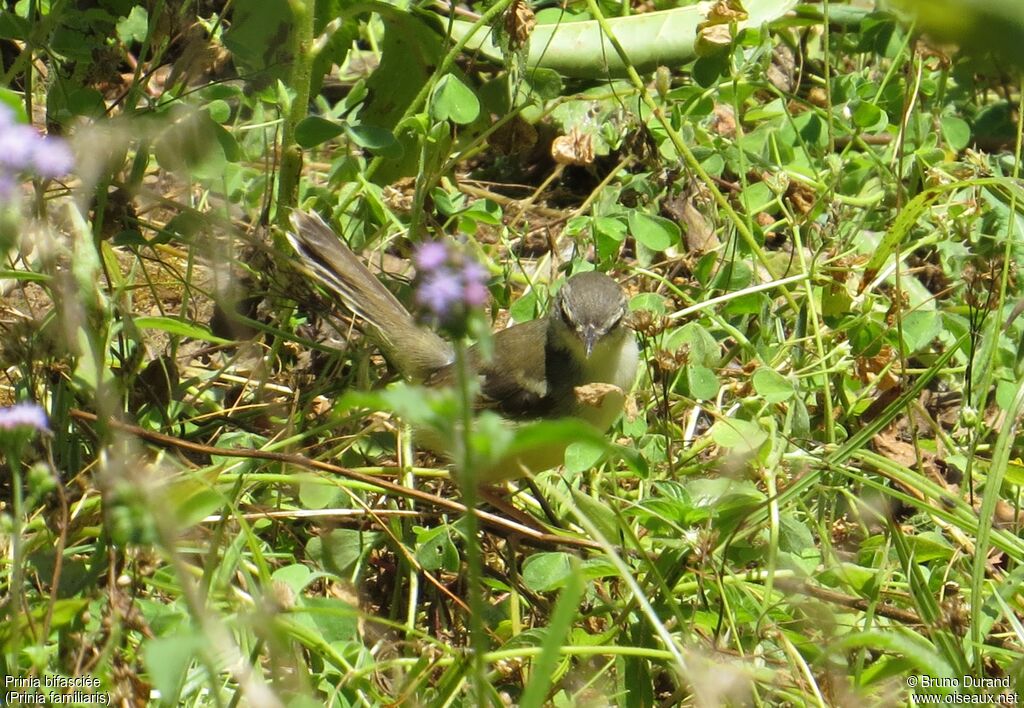 Bar-winged Priniaadult, identification