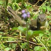 Bar-winged Prinia