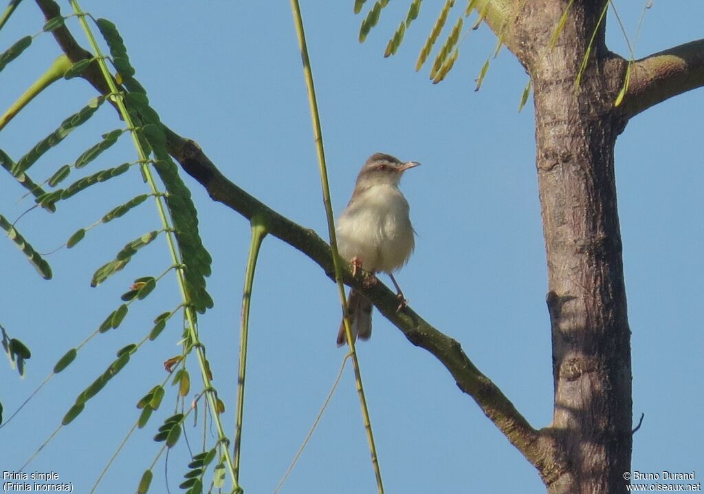 Prinia simpleadulte, identification